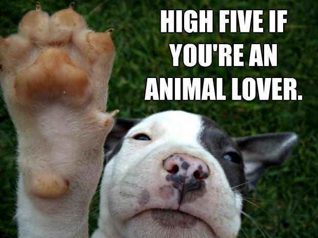 hi 5 animal lover